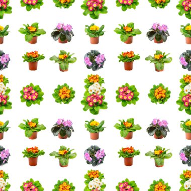 Büyük, pürüzsüz, parlak, taze menekşeler beyaz arka planda izole edilmiş..