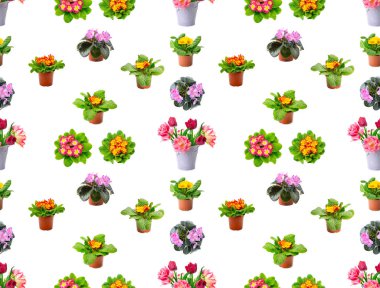 Büyük, pürüzsüz desenli beyaz arka planda taze menekşeler ve laleler izole edilmiş..