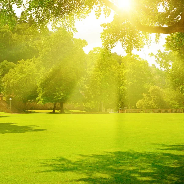 Zonsopgang Het Zomerpark — Stockfoto