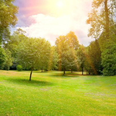 parlak güneşli bir günde yaz Park.