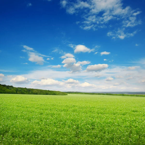 Vierkante Landschap Met Groene Erwt Veld Blauwe Lucht — Stockfoto