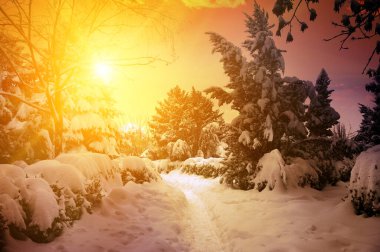 Karlı ormanda muhteşem bir gün batımı..