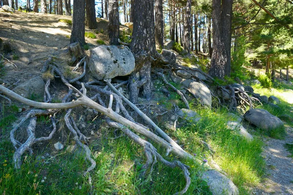Eski Ağaçlar Kökler Yeşil Çimenler Taşlarla Dağlık Bir Orman — Stok fotoğraf