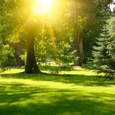 Güzel yaz parkında parlak gündoğumu ışıkları