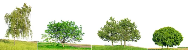 Sparren Dennen Berken Walnoten Groen Veld Geïsoleerd Witte Achtergrond — Stockfoto