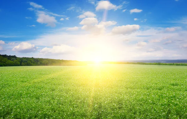 Rectangular Landscape Green Pea Field Beautiful Sunrise — Fotografia de Stock