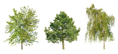 Beyaz arkaplanda ladin çamı, akçaağaç ve huş ağacı izole edilmiş..