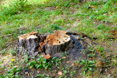 Ormanda kesilen ağaçların yaşlı kütükleri..