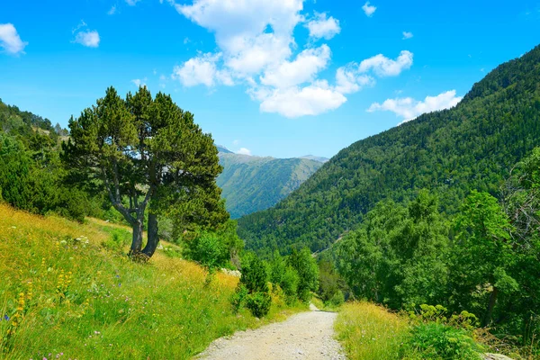 Rocky Path Mountains Covered Forest Bright Blue Sky — Stock Photo, Image