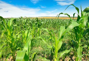 Parlak yaz mısır tarlası ve güzel gökyüzü.
