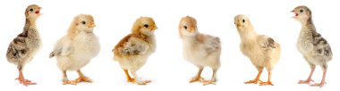 Cute fledgling chickens and turkeys isolated on white background.