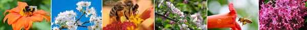 Spring Collection Flowers Bees Bumblebees Fruit Trees — Stock Photo, Image
