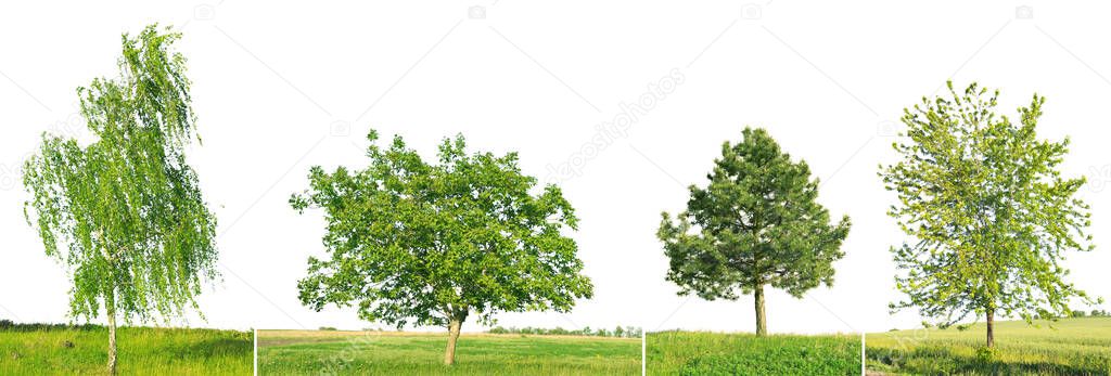 Spruce, pine, birch and walnut on field isolated on white background.