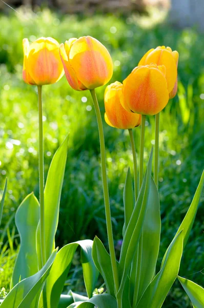 Beautiful Light Yellow Tulips Background Green Grass — Stock Photo, Image