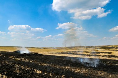 Tarlada yanan buğday sakalı.