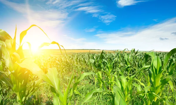 Sunrise Cornfield Bright Blue Sky — Foto de Stock