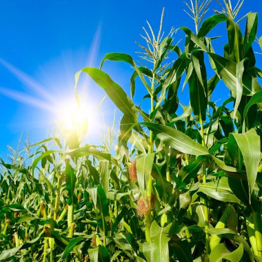 Mavi gökyüzünde yükselen güneş ve yaz mısır tarlası.
