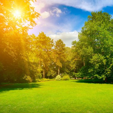 Yaz parkında parlak yeşil çayır ve mavi gökyüzü.