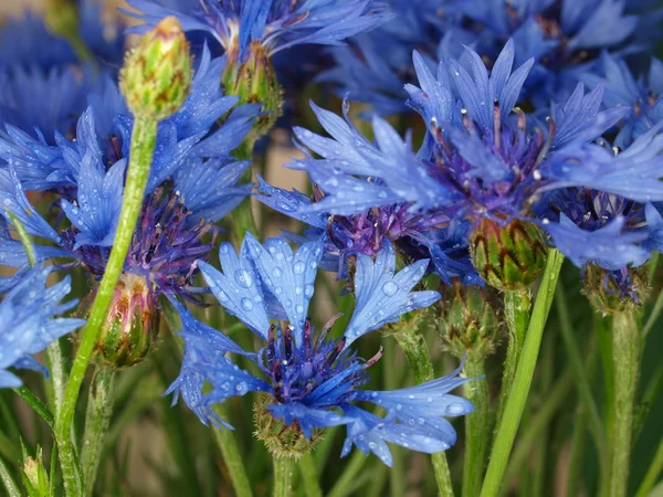 녹색 풀밭에 블루 cornflowers 로열티 프리 스톡 사진