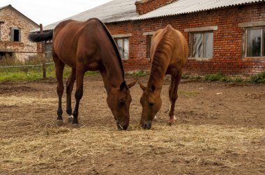 Çiftlikte otlayan atlar.
