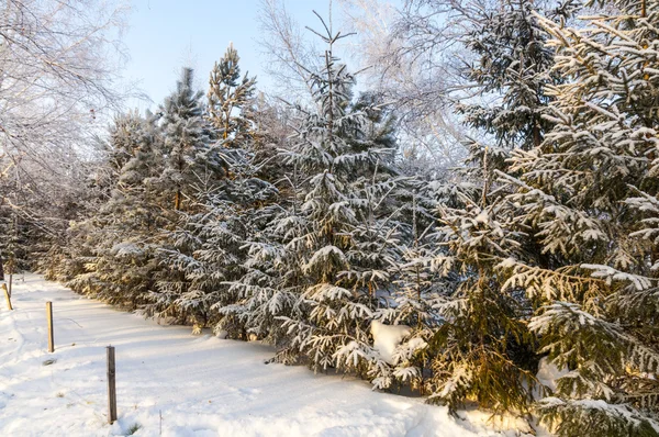 Árboles de Navidad en el bosque de invierno cubierto de nieve blanca siberiana rusa —  Fotos de Stock
