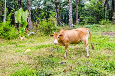 Tayland jungle arka planda otlatma inek