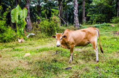 Tayland jungle arka planda otlatma inek
