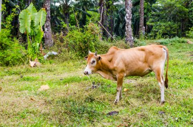 Tayland jungle arka planda otlatma inek