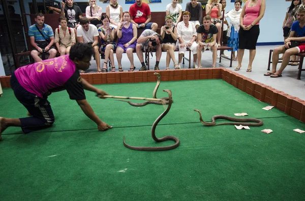 Cobra Snake spettacolo in Thailandia — Foto Stock