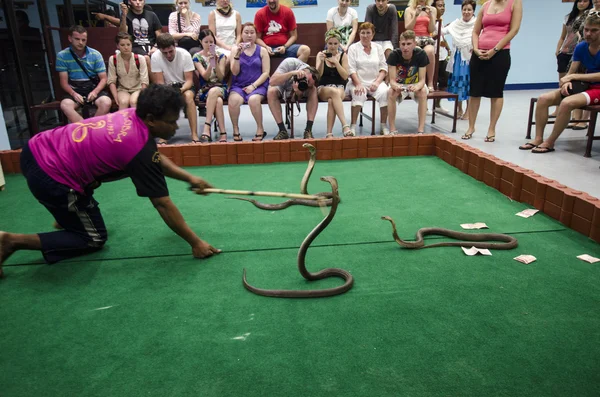 Cobra Snake show na Tailândia — Fotografia de Stock