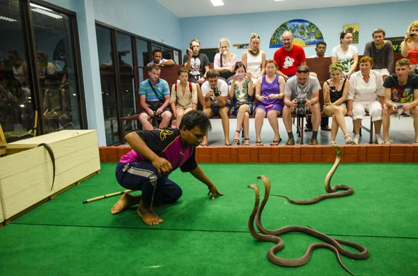 Κόμπρα φίδι δείχνουν στην Ταϊλάνδη — Φωτογραφία Αρχείου