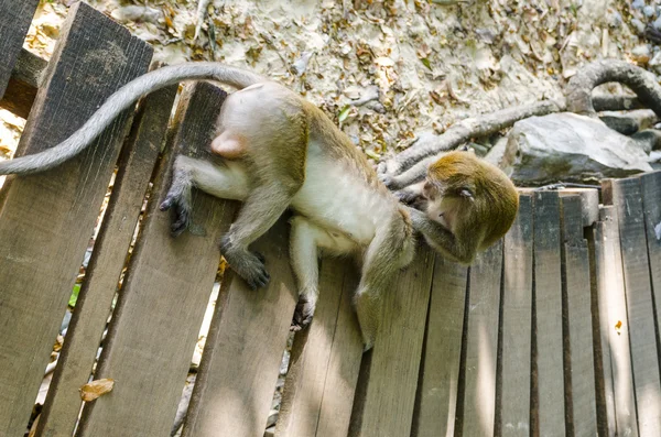 Makaak apen zijn en spelen — Stockfoto