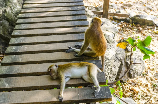 Makaak apen zijn en spelen — Stockfoto