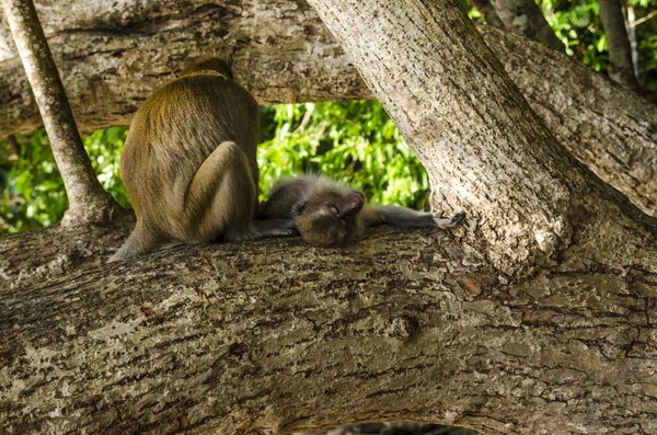 Macacos Macaco são e jogar — Fotografia de Stock