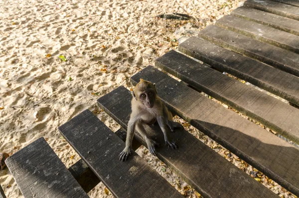 Makaak apen zijn en spelen — Stockfoto