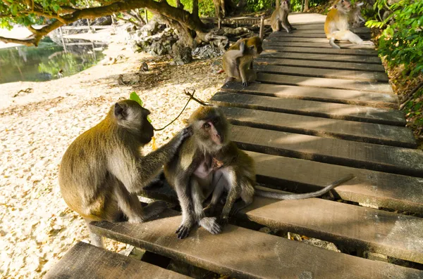 Makaak apen zijn en spelen — Stockfoto