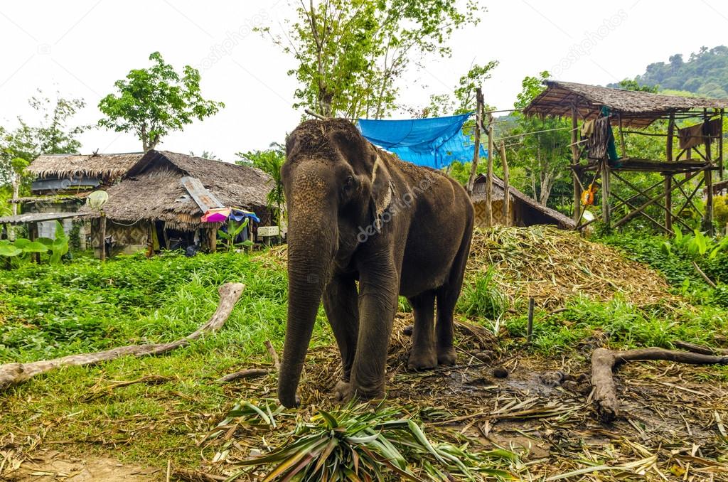 Elephant grazes against Asian Village