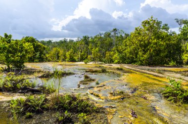 ağaçlar ve asmalar orman Milli Parkı Tayland çalılık