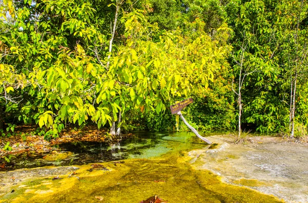 Thicket of trees and vines jungle national park Thailand — Stock Photo, Image