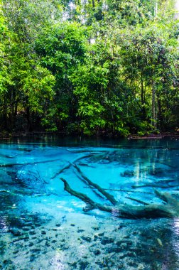 Mavi akım ve göl ormanlarda Tayland
