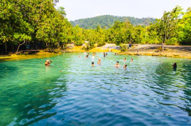 çalılıkları, avuç içi, eğrelti otları ve Orman ağaçları.