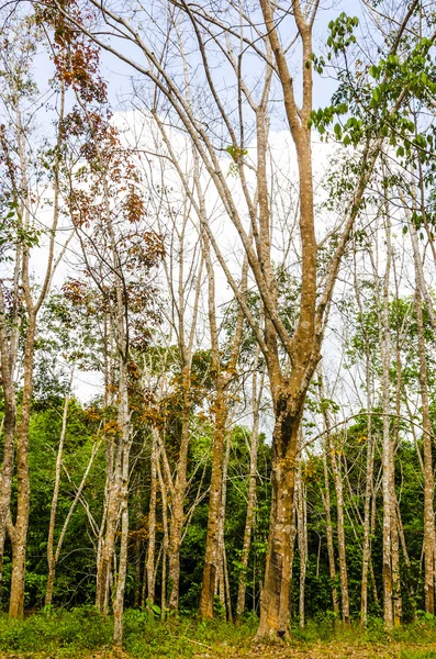 Thickets of the Brazilian rubber tree in Thailand — Stock Photo, Image