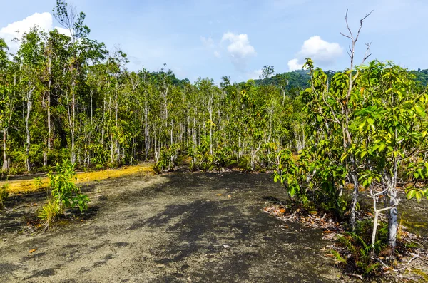 Thickets of the Brazilian rubber tree in Thailand — Stock Photo, Image
