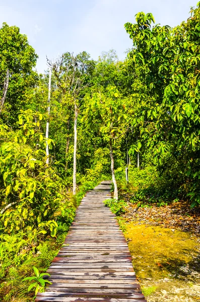 Thickets of palms, ferns and trees in the jungle. — Stock Photo, Image