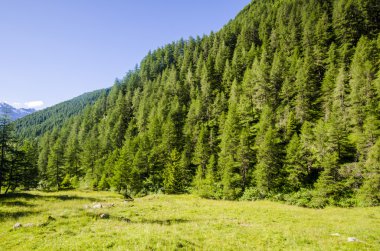 Görünüm Alps kayalar ve yaz aylarında Kuzey İtalya, lombardy, brescia adamello tepe üzerinde açık bir günde bölgesi bitki örtüsü