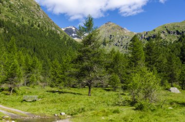 Görünüm Alps kayalar ve yaz aylarında Kuzey İtalya, lombardy, brescia adamello tepe üzerinde açık bir günde bölgesi bitki örtüsü
