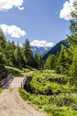 Görünüm Alps kayalar ve yaz aylarında Kuzey İtalya, lombardy, brescia adamello tepe üzerinde açık bir günde bölgesi bitki örtüsü