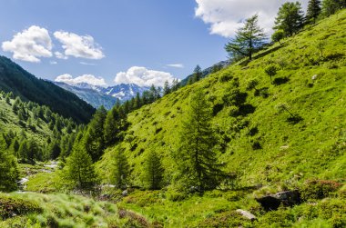 Görünüm Alps kayalar ve yaz aylarında Kuzey İtalya, lombardy, brescia adamello tepe üzerinde açık bir günde bölgesi bitki örtüsü