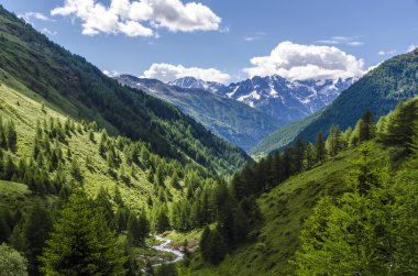 Görünüm Alps kayalar ve yaz aylarında Kuzey İtalya, lombardy, brescia adamello tepe üzerinde açık bir günde bölgesi bitki örtüsü