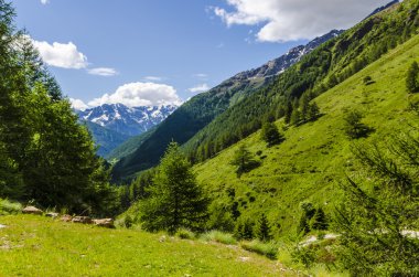 Görünüm Alps kayalar ve yaz aylarında Kuzey İtalya, lombardy, brescia adamello tepe üzerinde açık bir günde bölgesi bitki örtüsü